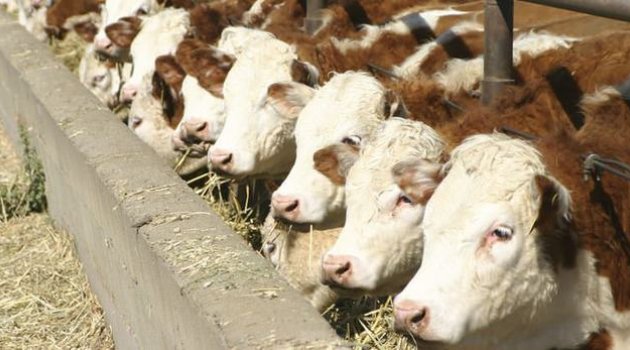 D�KKAT: Yem ve G�brede KDV Oran� D���r�ld�, Ancak Uygulama Sorunlarla Ba�lad�.  