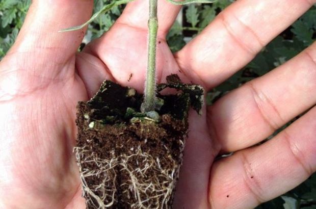 DOMATES ESK� G�NLER�NE D�N�YOR